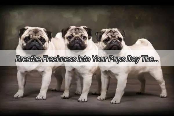 Breathe Freshness into Your Pups Day The Ultimate Guide to Doggy Breath Remedies